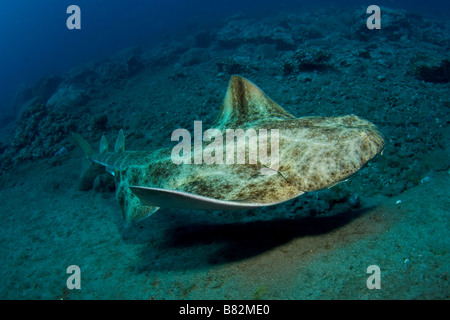 Angel Shark, Kanarische Inseln, Gran Canaria, Kanarische Inseln, Hai, vulkanischen Seelandschaft, Ozean, Meer, Tauchen, Stockfoto