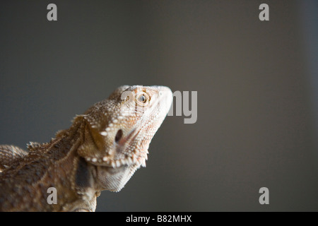 Nahaufnahme von Bartagame, Kopf Stockfoto