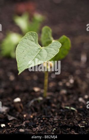 junge Bohnen schießen sprießen im Gemüsegarten Stockfoto