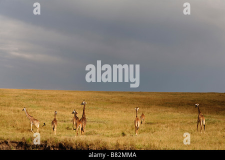 Giraffen versammeln sich auf den weiten Ebenen der Serengeti in Serengeti Nationalpark, Tansania. Stockfoto