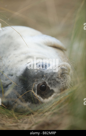 Eine junge grau Seal Pup ruht auf Salzwiesen entlang der Sanddünen von Donna Nook Beach, Lincolnshire UK. Stockfoto