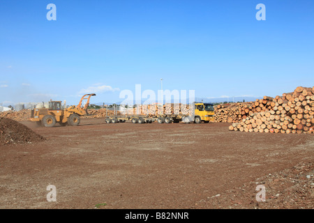 Loader und Kiefer Protokolle gestapelt in Stapel für den Export am Holzlagerplatz, Prime Port, Timaru, Canterbury, Südinsel, Neuseeland Stockfoto