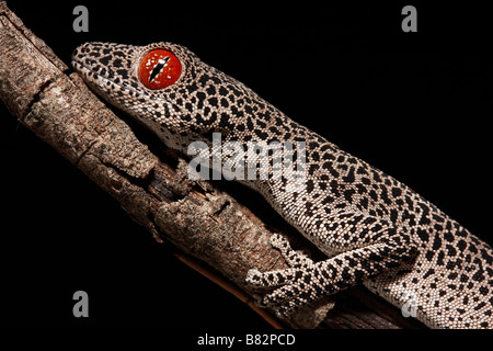 Australische Golden-tailed Gecko (Strophurus Taenicauda) Stockfoto