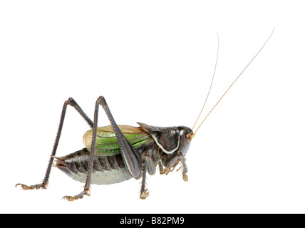 Gampsocleis Gratiosa lokaler Name in China Guoguo vor einem weißen Hintergrund Gampsocleis Gratiosa ist eine Heuschrecke aus China Stockfoto