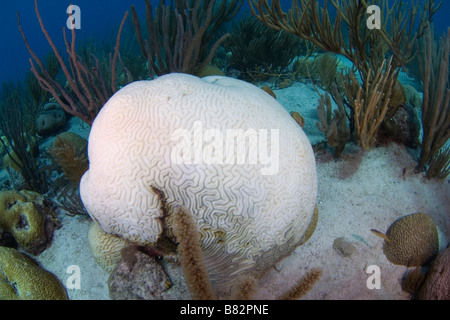 Gebleichte Hirnkoralle Venezuela, Los Roques, Unterwasser, tote Korallen, Wärme, Ozean, Meer, Katastrophe. Stockfoto
