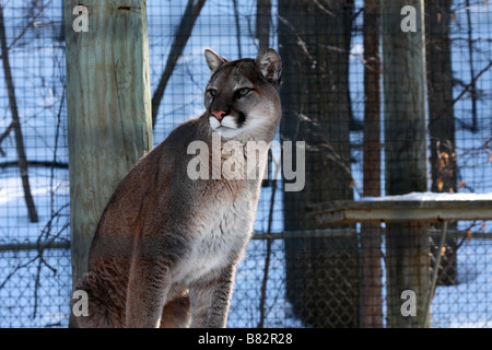 Couguar oder Felis Concolor zeigt seinen Jagdinstinkt in Toronto Zoo im winter Stockfoto