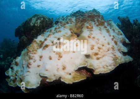 Gebleichte Korallen in Venezuela, beschädigte Korallen. Tote Korallen in Los Roques, Karibik, Unterwasser Stockfoto