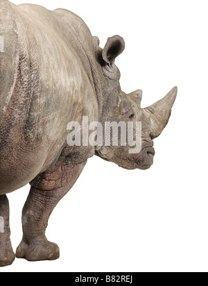 Breitmaulnashorn oder Quadrat lippige Rhinoceros Ceratotherium Simum 10 Jahre vor einem weißen Hintergrund Stockfoto