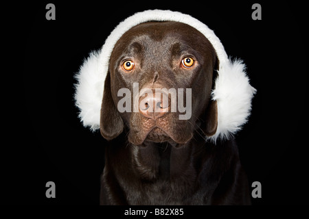 Süße Schokolade Labrador in weiße Ohrenschützer Stockfoto