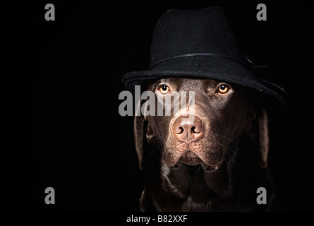 Chocolate Labrador in schwarzen Hut auf schwarzem Hintergrund Stockfoto