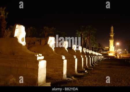 Allee der Sphinxe, Luxor-Tempel, Ägypten. Stockfoto