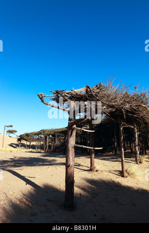 Küstenerosion und Wind geformt Kiefern Stockfoto