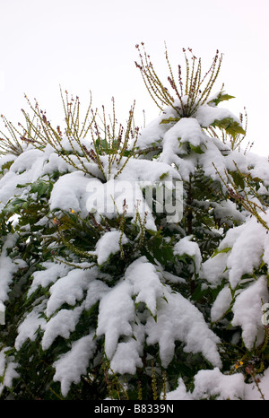 Mahonia Japonica Strauch nach einem Sturz von Schnee im Februar Stockfoto