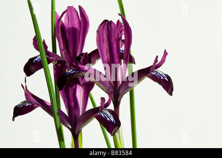 Eine Nahaufnahme von drei Iris Reticulata Blumen auf weißem Hintergrund Stockfoto