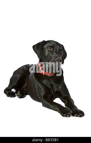 Schwarzer Labrador im Studio vor weißem Hintergrund Stockfoto