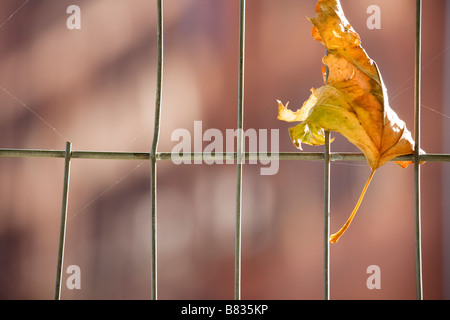 Gefangen im Zaun Blatt Stockfoto