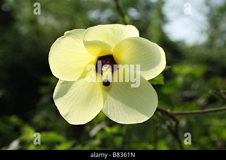 Wilde Ladies Finger, Abelmoschus Manihot, Aarey Milch Kolonie, Mumbai. Stockfoto