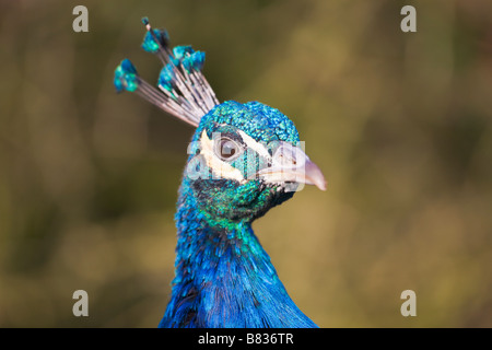 Leiter der ein Pfau in Gefangenschaft Stockfoto