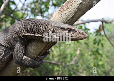 Bengal / gemeinsame Indian Monitor, Varanus Bengalensis. Aarey Milch Kolonie, Mumbai. Stockfoto