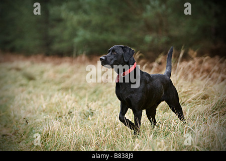 Schwarzer Labrador in Landschaft Stockfoto