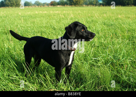 Profil von Springer Spaniel cross Labrador Stockfoto