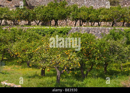 Orange Grove, Fornalutx, Mallorca, Spanien Stockfoto