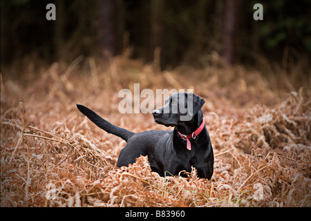 Alert schwarzer Labrador in Bracken Stockfoto