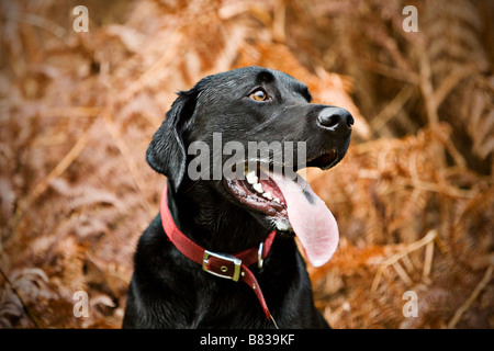 Glücklich schwarzer Labrador in Landschaft Stockfoto