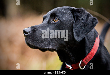 Schwarzer Labrador Profil erschossen Hintergrund Landschaft Stockfoto