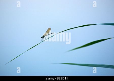 Weibliche Prachtlibelle Calopteryx sp Stockfoto