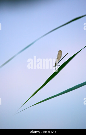 Weibliche Prachtlibelle Calopteryx sp Stockfoto