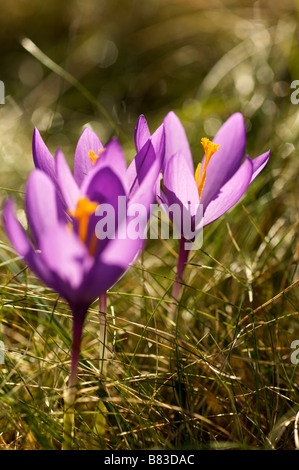 Blume der Wald Crocus sp im Herbst Pays Basque Frankreich Stockfoto