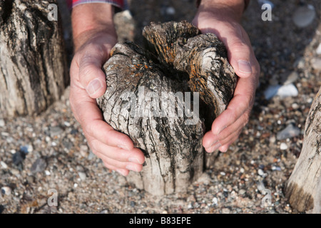 Berühren die alten hölzernen Wellenbrecher an einem Strand in der Nähe des Hafens von Heiligenhafen, Deutschland. Stockfoto