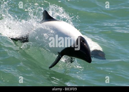 Delfine schwimmen in die Magellanstraße Stockfoto