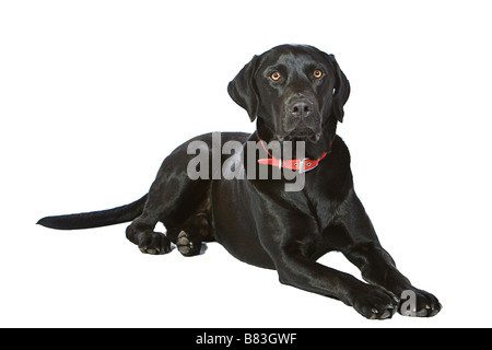 Schwarzer Labrador im Studio vor weißem Hintergrund Stockfoto