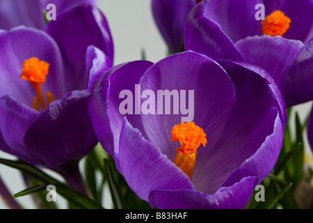 Eine Nahaufnahme von drei lila Krokus Blüten Stockfoto