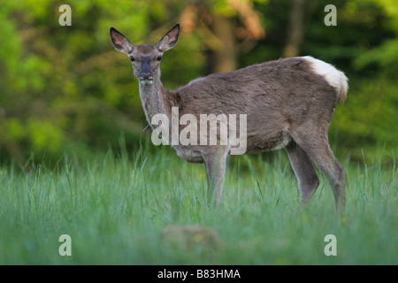 Hirsche, Wiederkäuer Säugetiere, Cervidae, Animalia, Chordata, Mammalia, Paarhufer, Ruminantia, Europa, Asien, Nordamerika, Holz Stockfoto