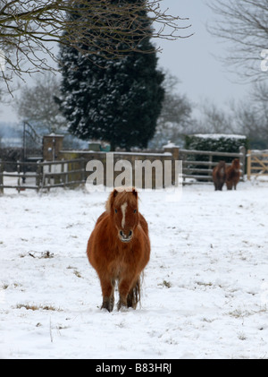 Im Feld in der Nähe von Hook Norton Pony Stockfoto