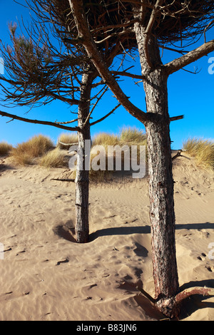 Küstenerosion und Wind geformt Kiefern Stockfoto