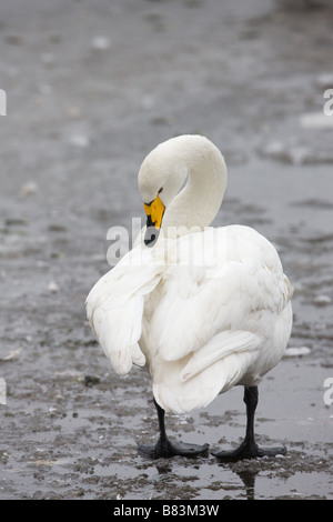 Whooper Schwan Cygnus Cygnus Erwachsenen stehen auf Eis zu putzen Stockfoto