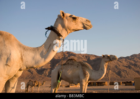 Kamele in den frühen Morgenstunden goldenen Licht Ras Abu Gallum auf der Küste des Roten Meeres, nördlich der Sinai Resort Dahab in Ägypten Stockfoto