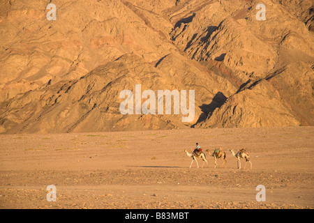 Kamele weitergeben der Beduinen Dorf Ras Abu Gallum die Küste des Roten Meeres, nördlich der Sinai Resort Dahab in Ägypten Stockfoto