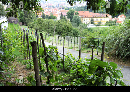 Weinberg von Uvoz Prag Tschechische Republik Stockfoto