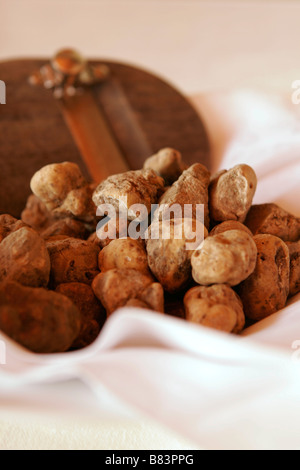 Eine Schüssel mit weißem Trüffel oder Alba-Trüffel (Tuber Magnatum) auf dem Display in einem Restaurant in Slowenien Stockfoto