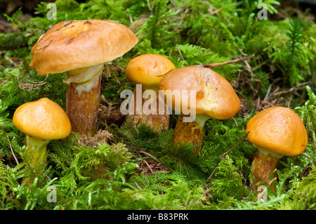 Lärche Bolete Suillus Grevillei Pays Basque France Stockfoto