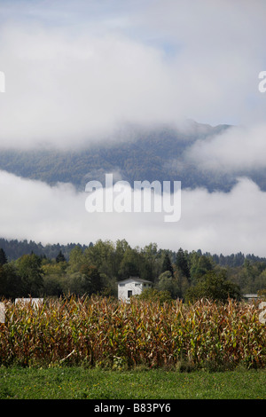 Kornfeld bei Bitjne in der Nähe von Bohinj-See in den Julischen Alpen in Gorenjska, Slowenien Stockfoto