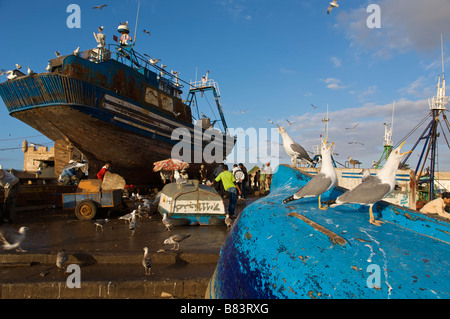 Möwen Larus Cachinnans wartet Fische Essaouira Marokko Stockfoto