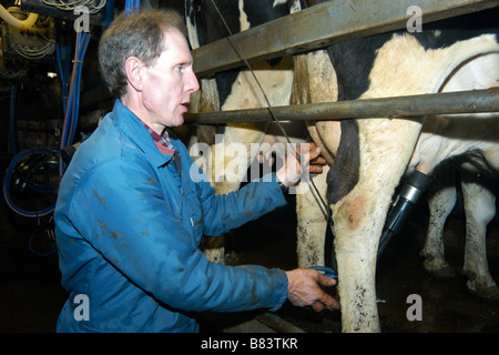 Ein Bauer melkt seine Kühe mit einer Melkmaschine Skipton Yorkshire Dales UK Stockfoto