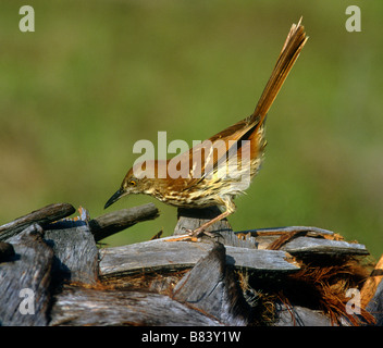 Brown Thrasher Vogel (Toxostoma Rufum), Florida, USA Stockfoto