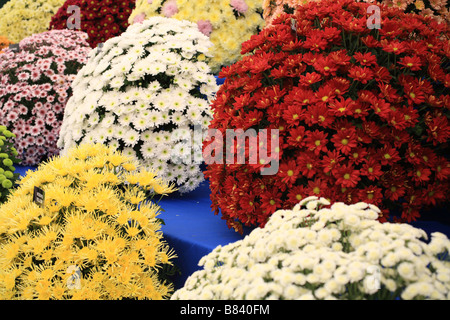 "Chrysanthemen" zeigen im RHS, königliche Gartenbaugesellschaft Tatton Park. "Flower Show" Multi farbige Blumen auf dem Display. Stockfoto